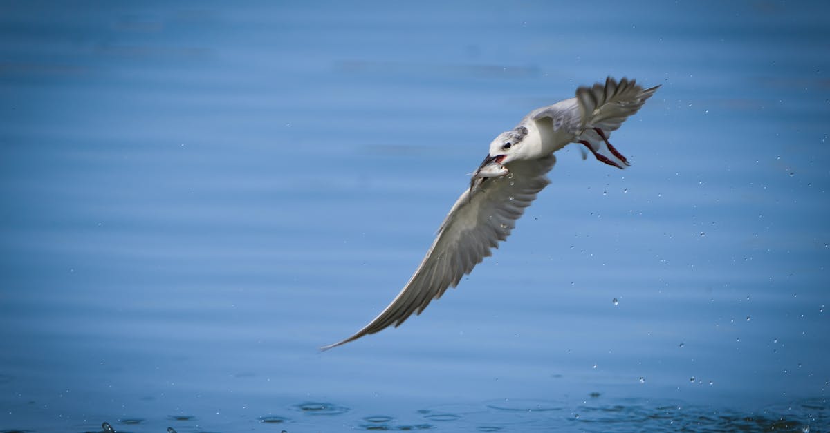 découvrez les meilleures alternatives gratuites à photoshop pour tous vos besoins en retouche photo. trouvez des outils puissants et accessibles pour donner vie à votre créativité sans débourser un centime.