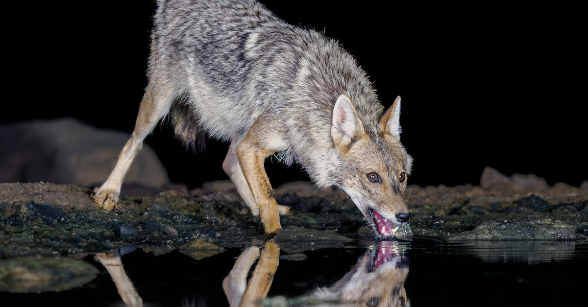 découvrez les meilleures alternatives gratuites à photoshop pour retoucher vos images et créer des designs. explorez des outils puissants et faciles à utiliser, parfaits pour les graphistes amateurs et professionnels.