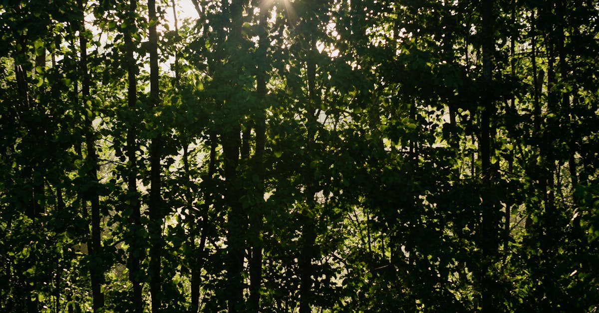 découvrez l'univers des filtres photo : améliorez vos images avec des effets créatifs, des ajustements de couleur et des styles uniques. exprimez votre créativité et transformez vos photos en œuvres d'art à partager sur les réseaux sociaux.